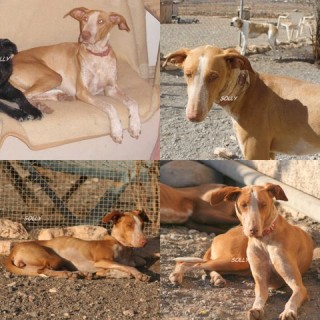 solly c1 1383-118-16